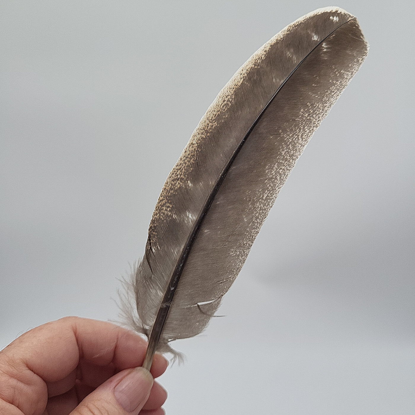 Turkey Feather