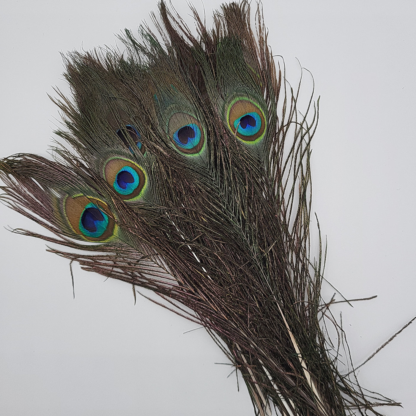 Peacock Feather