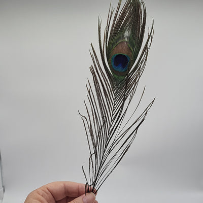 Peacock Feather