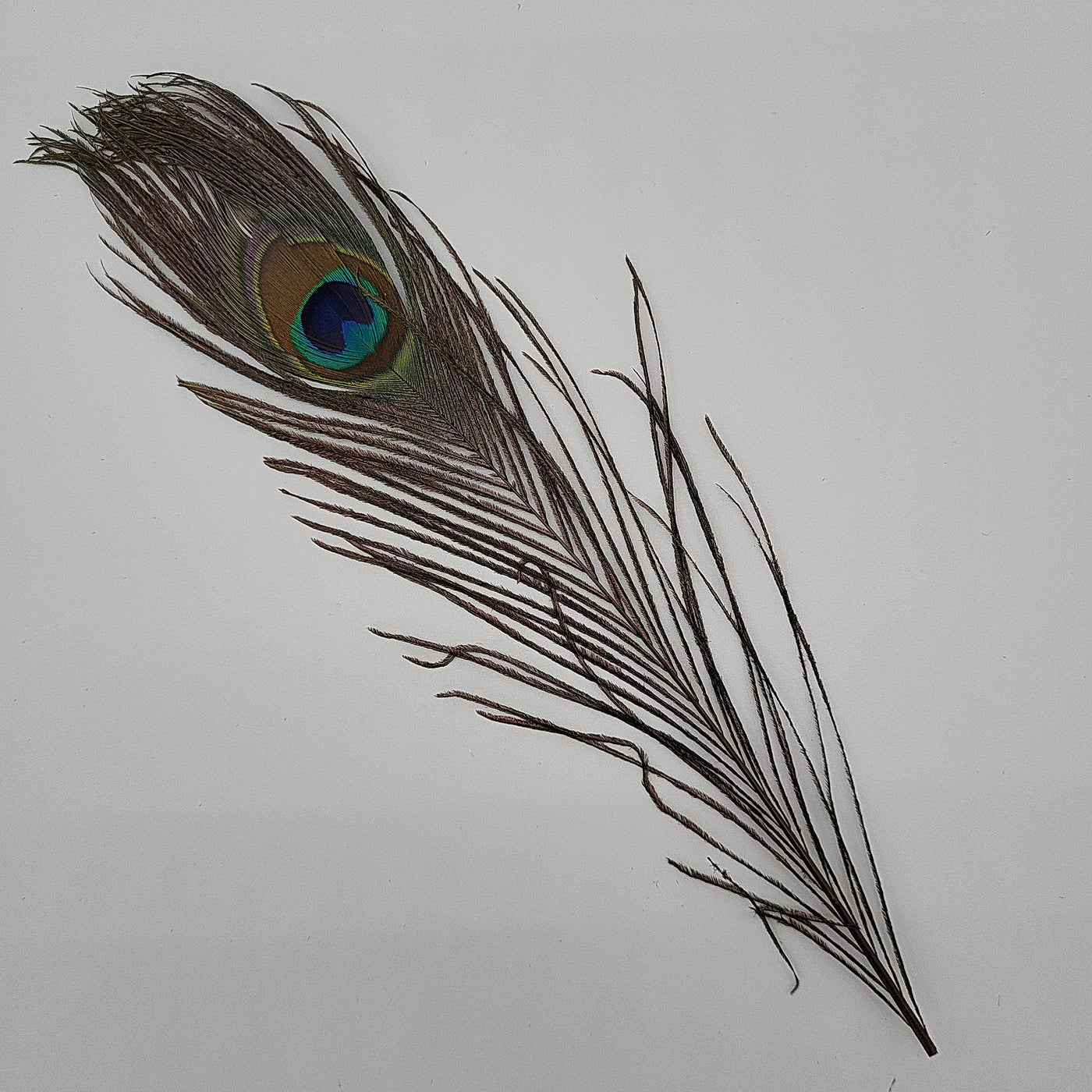 Peacock Feather