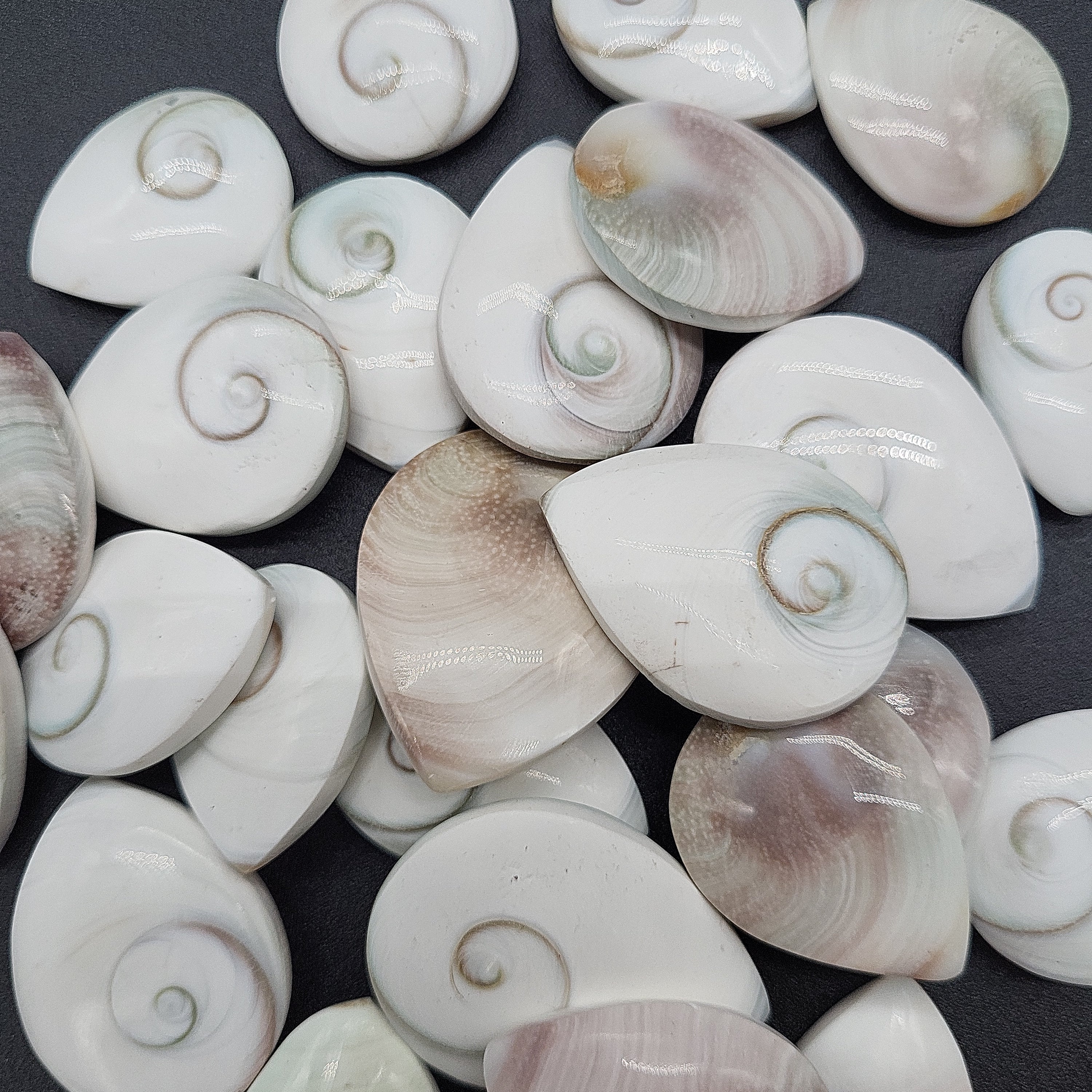Shiva Eye Shell Tear Drop (approx 1.5