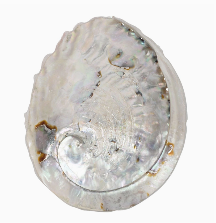 5.5"-6" Abalone Shell