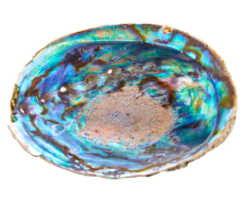 Abalone Shell approx 6"