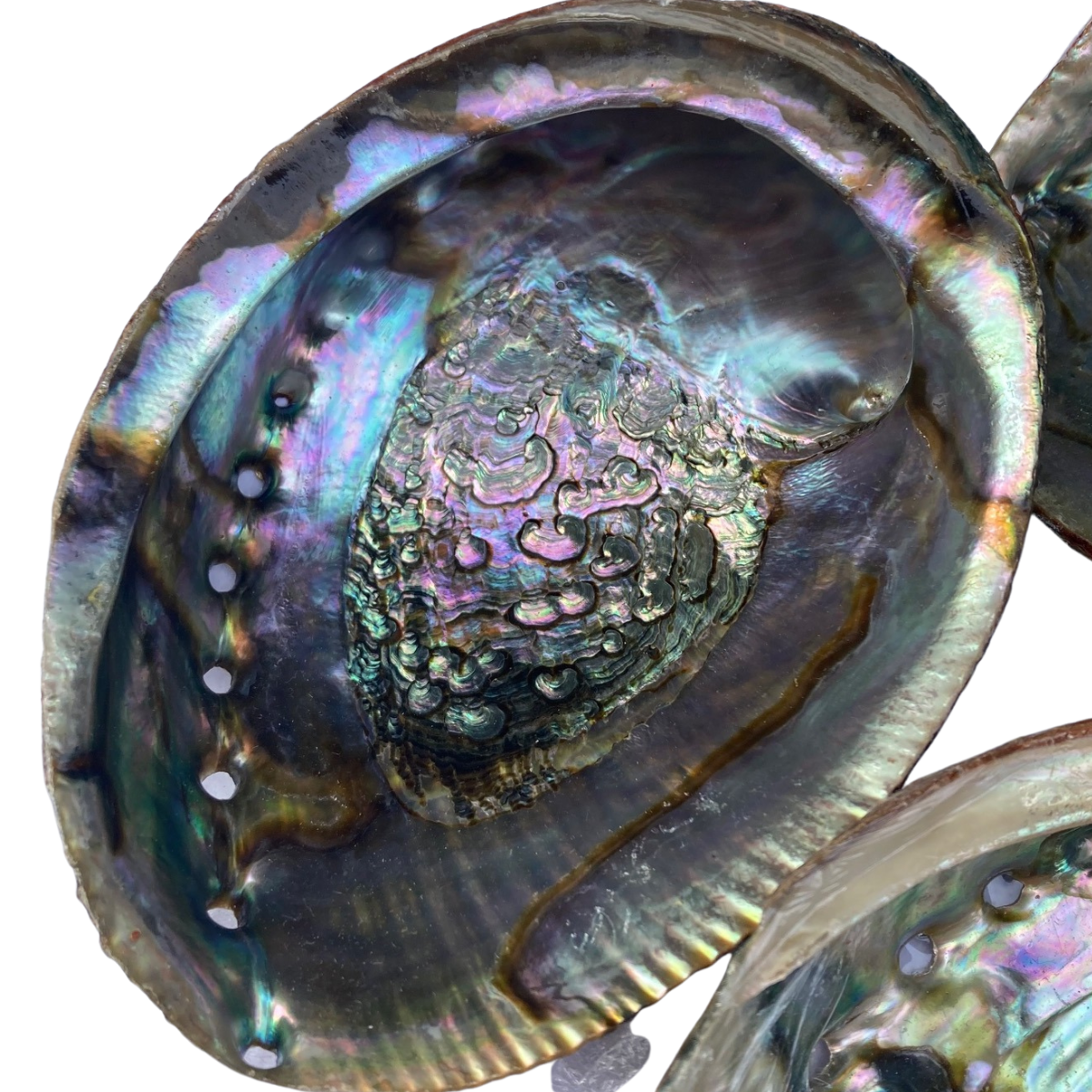 One Abalone Shell Smudge Bowl (approx 4"-4.7")