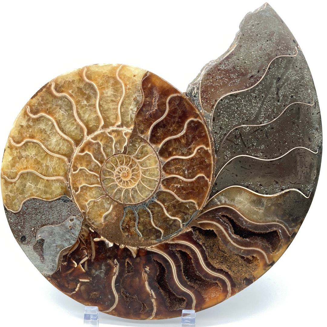 Ammonite Polished 6.25"