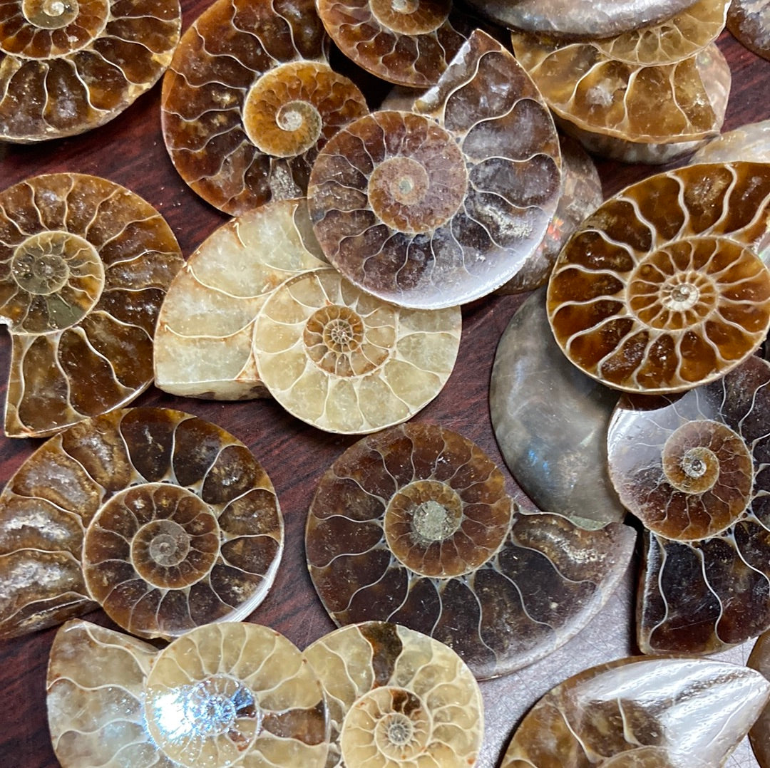 Ammonite 1"